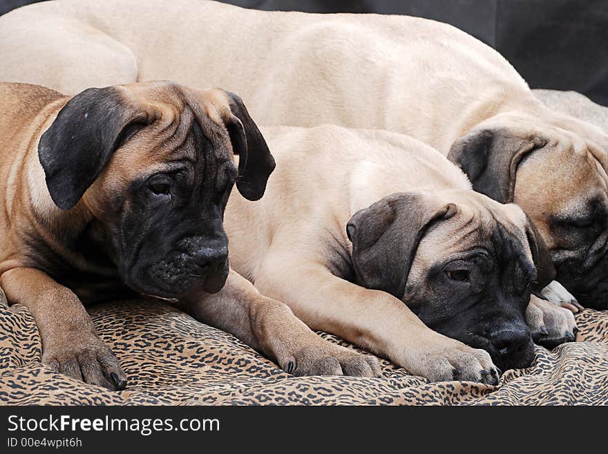 Bullmastiff puppy. Age - four months. Bullmastiff puppy. Age - four months