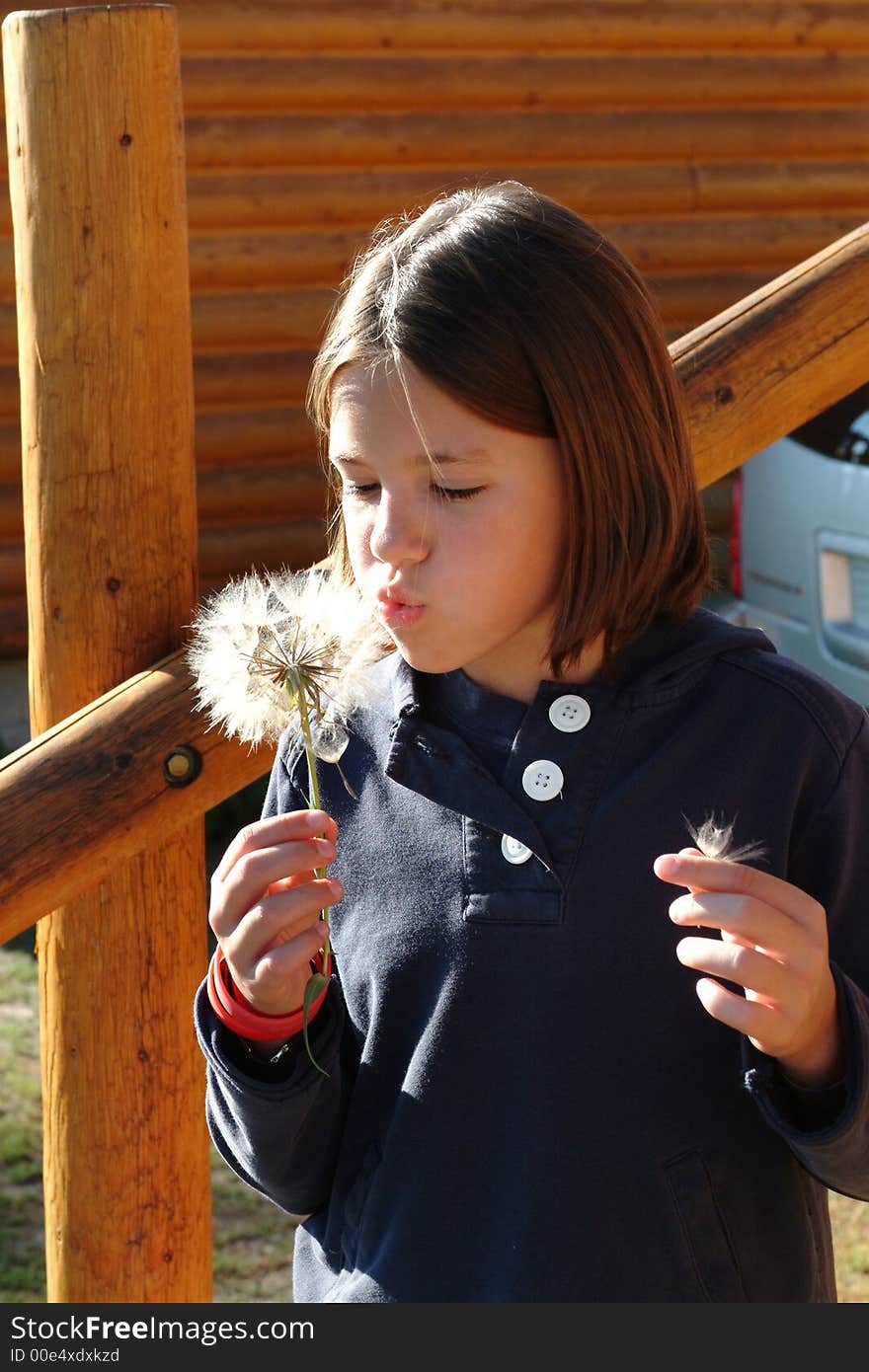 Girl blowing large dandelion gone to seed. Girl blowing large dandelion gone to seed