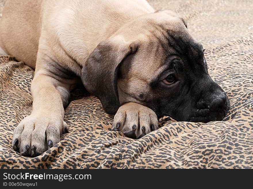 Bullmastiff puppy. Age - four months. Bullmastiff puppy. Age - four months