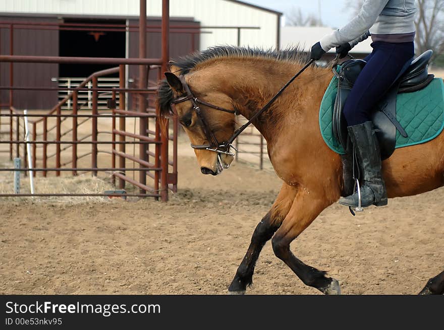 Girl riding a pony that is spewing lather from his mouth from his workout. Girl riding a pony that is spewing lather from his mouth from his workout.