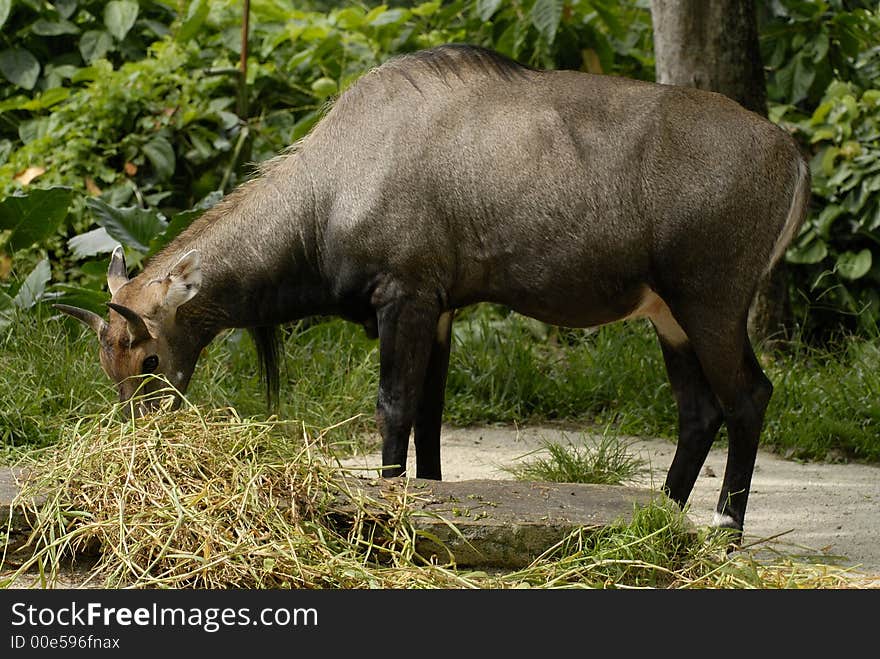 One nilghai is eating in the wild