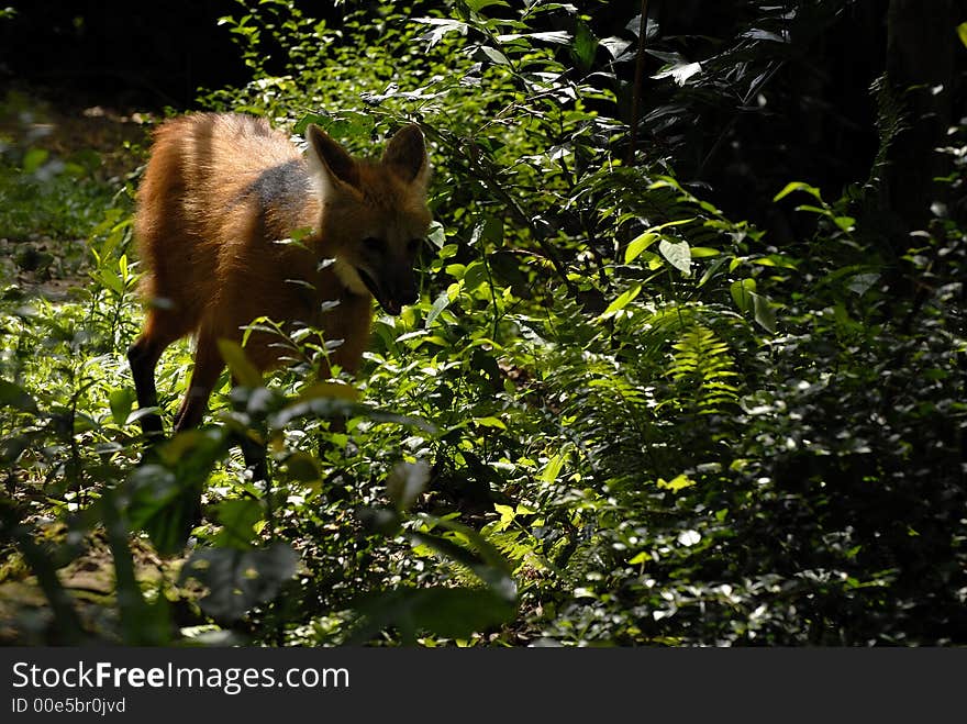 One manned wolf is strolling down the woods