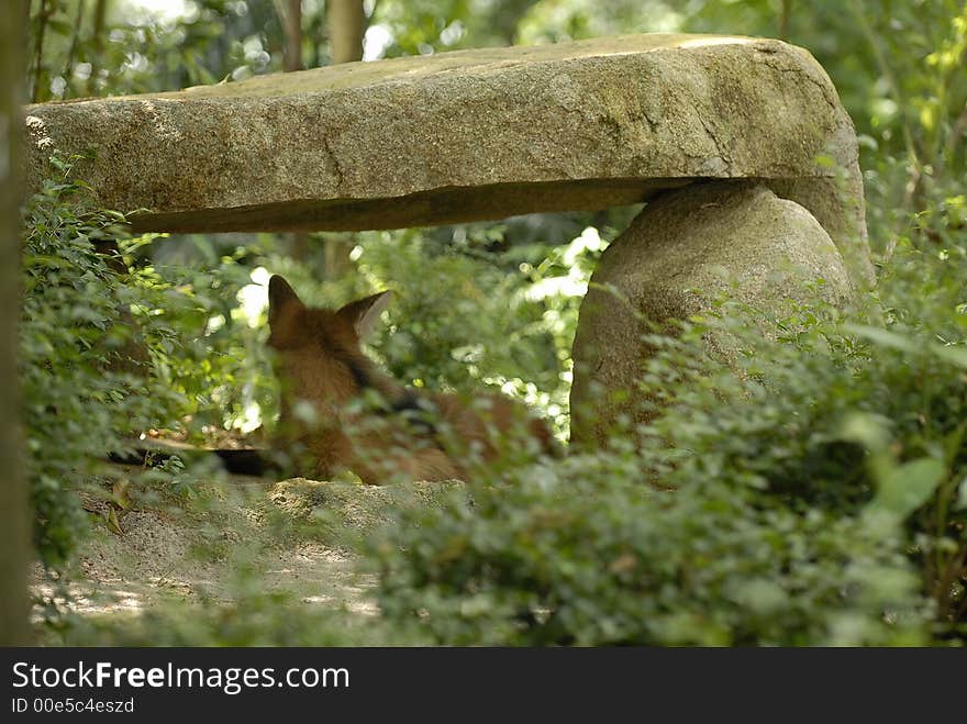 A manned dog getting himself a shelter