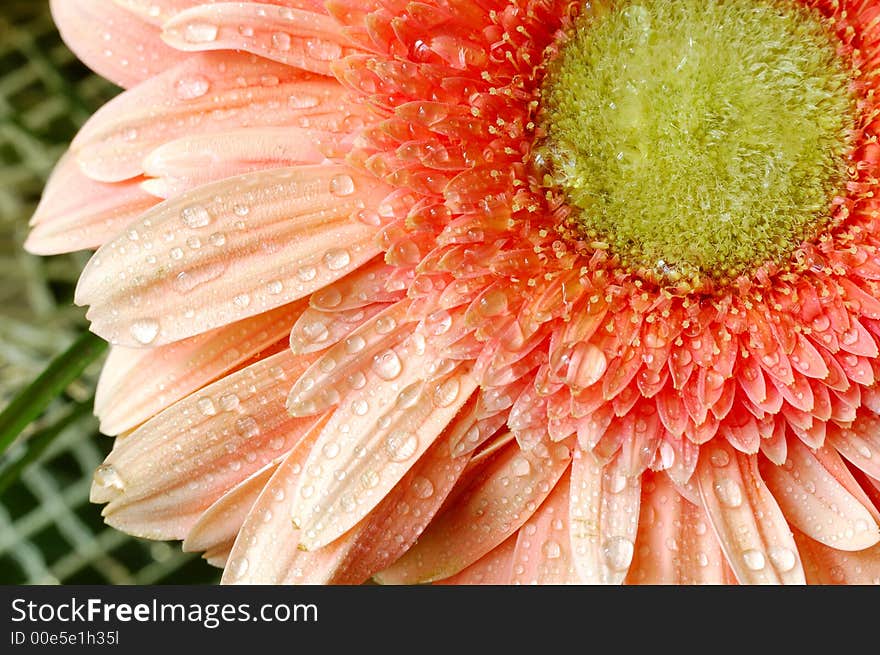 Fresh daisy and water droplets - macro photography. Fresh daisy and water droplets - macro photography.