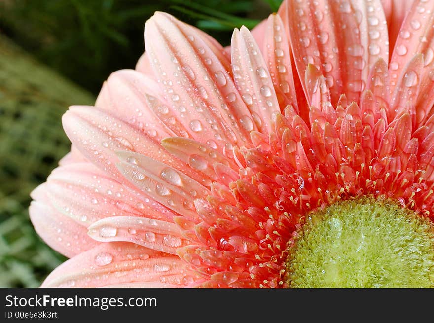 Wet daisy