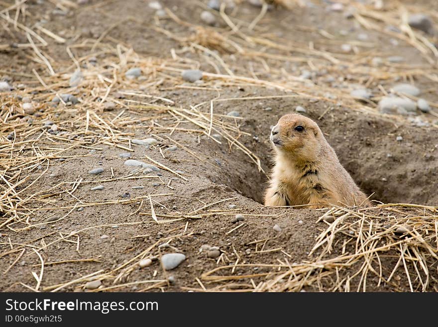 Fuzzy brown cute prairie dog peering out of his burrow. Fuzzy brown cute prairie dog peering out of his burrow