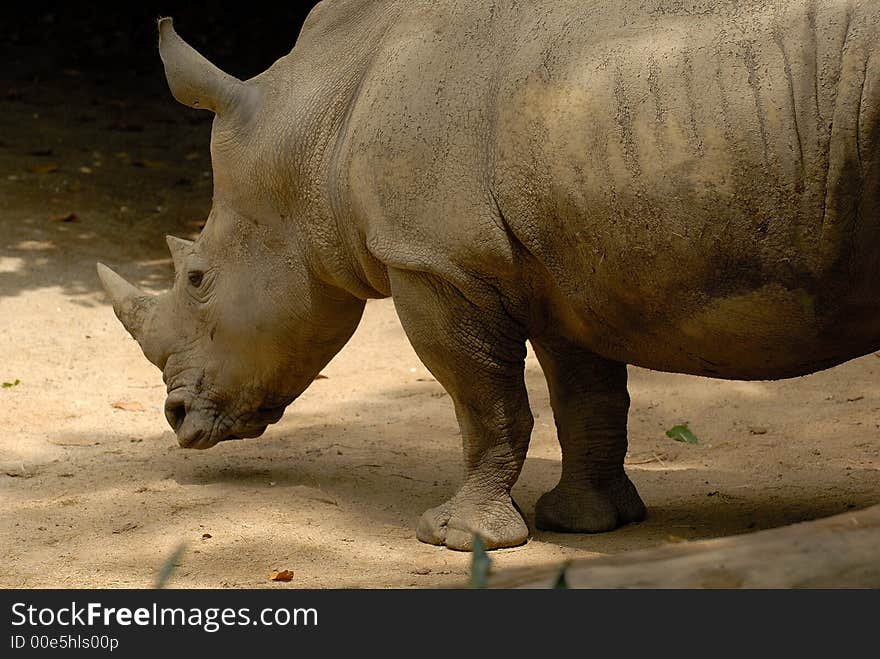 Showing the great strong body of a rhino. Showing the great strong body of a rhino