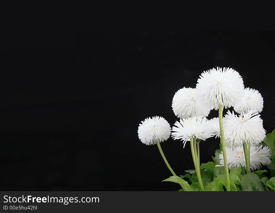 Daisies against  black background - copy space. Daisies against  black background - copy space