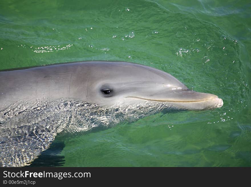 Dolphin portrait