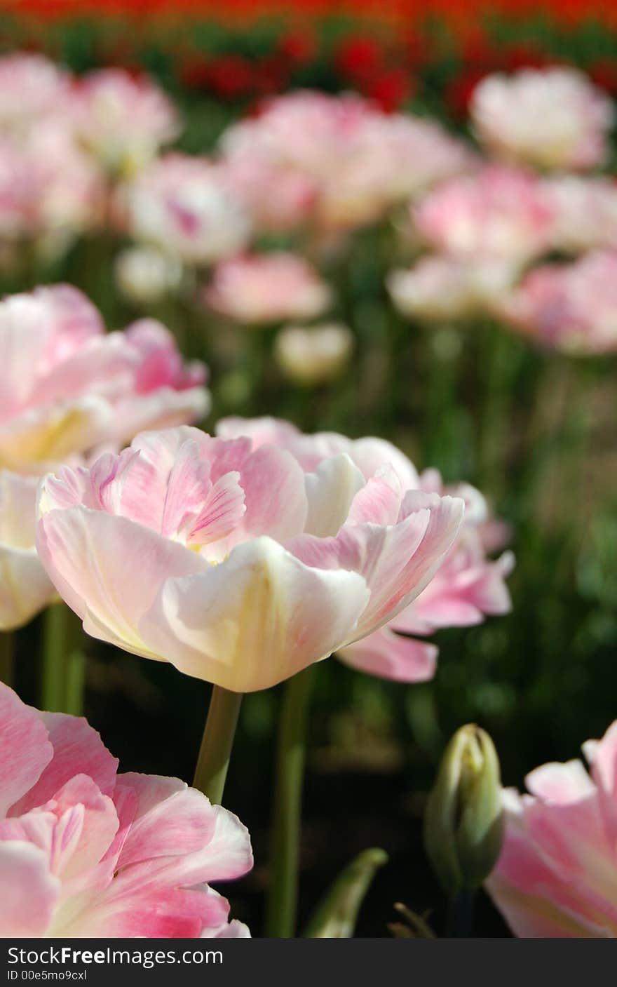 White and pink tulip hybrid blooming in the sun. White and pink tulip hybrid blooming in the sun