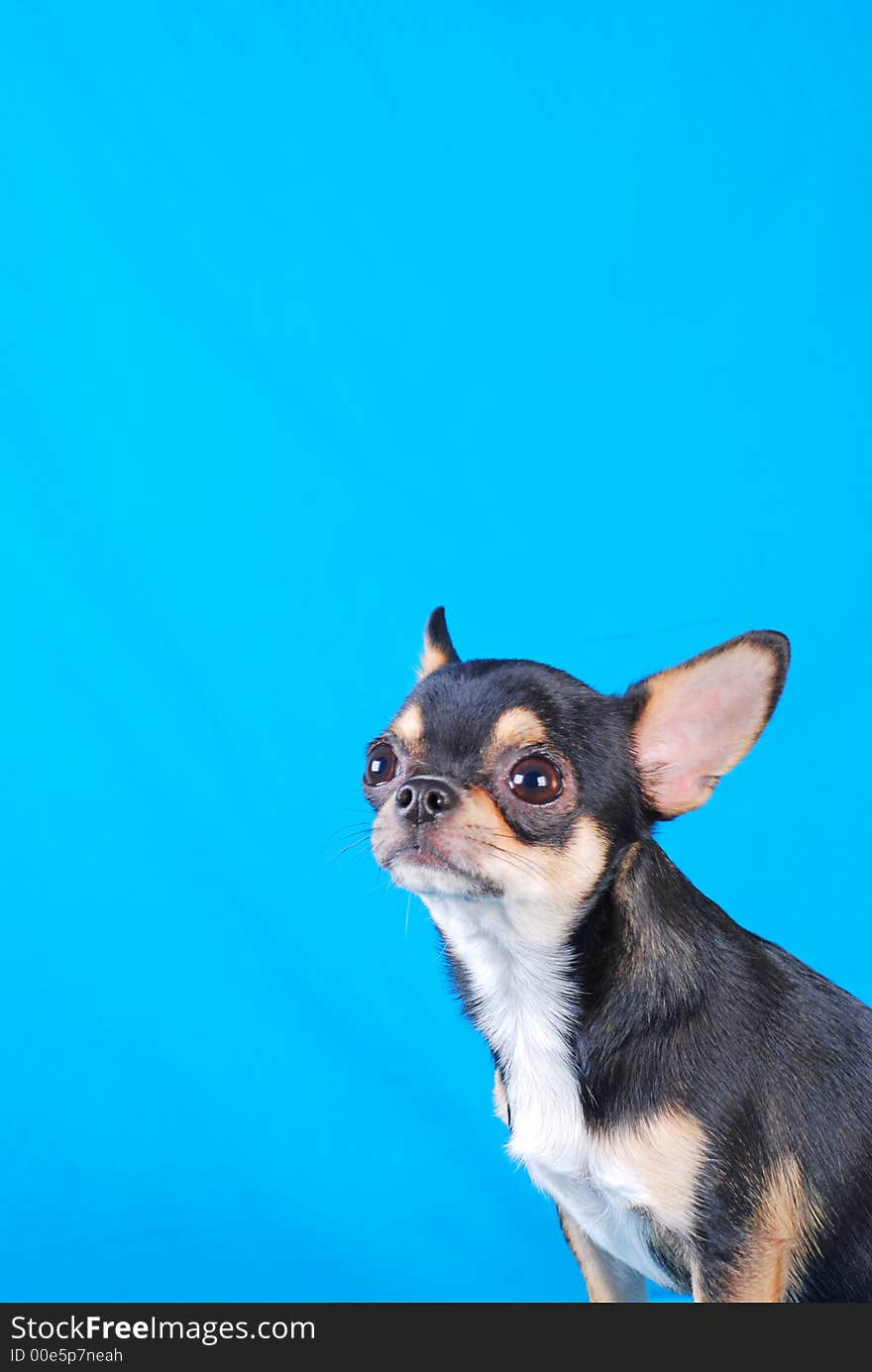 Junior chihuahua - best of breed. camera Nikon D80. dog show 2007. Junior chihuahua - best of breed. camera Nikon D80. dog show 2007.