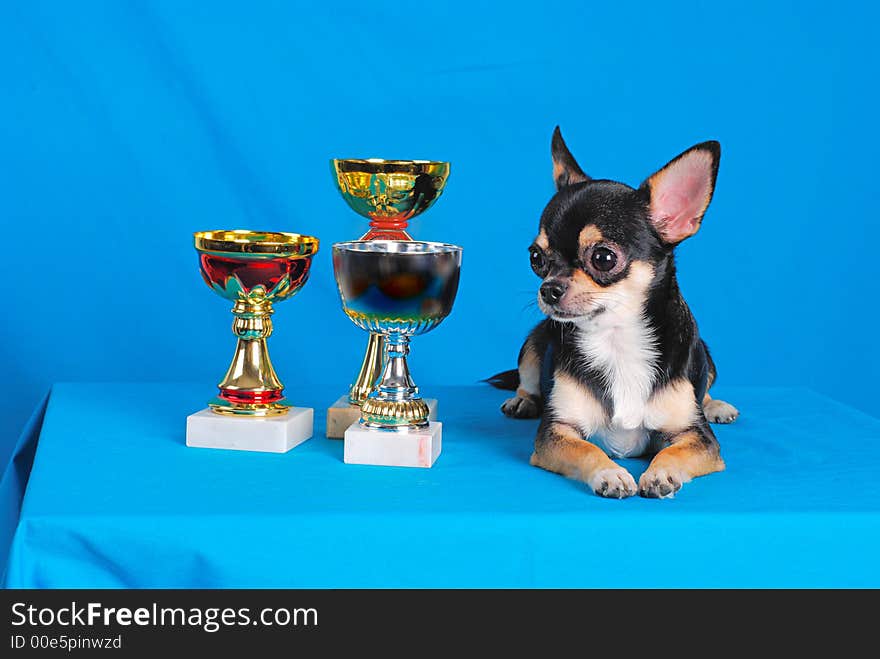 Junior chihuahua - best of breed. camera Nikon D80. dog show 2007. Junior chihuahua - best of breed. camera Nikon D80. dog show 2007.