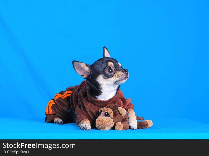 Junior chihuahua - best of breed. camera Nikon D80. dog show 2007. Junior chihuahua - best of breed. camera Nikon D80. dog show 2007.