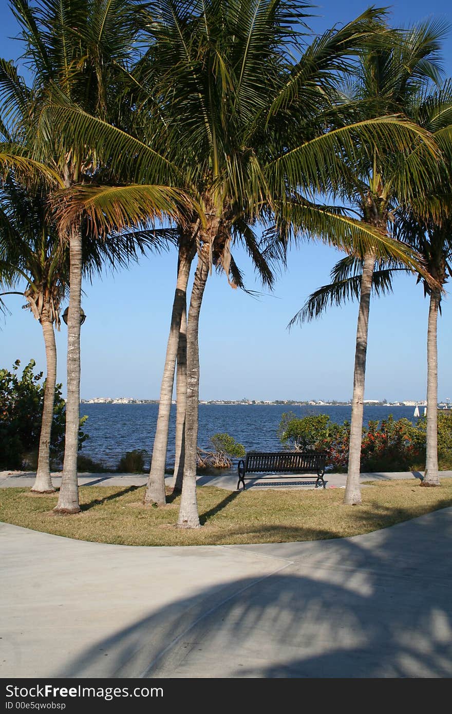 Bench with a river view under tall palm trees. Blue sky, horizon visible. Bench with a river view under tall palm trees. Blue sky, horizon visible.