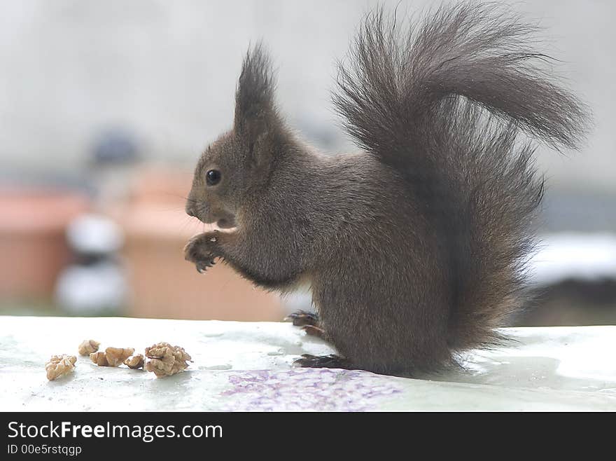 Squirrel eating nut. On blur