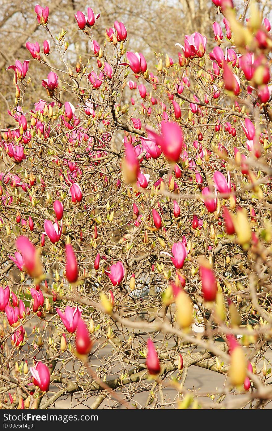 a wonderful magnolia in a park