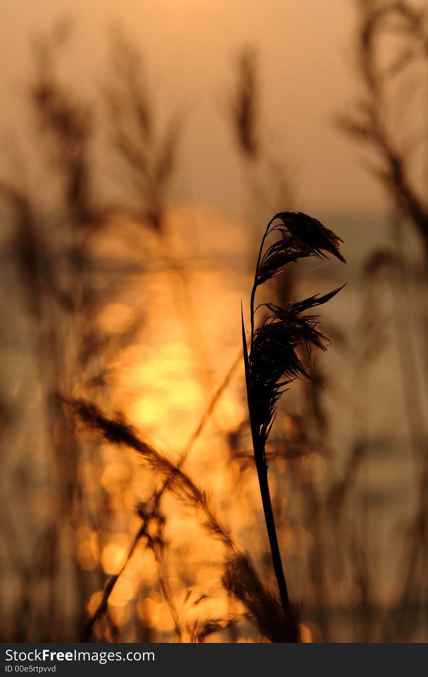 a macro of some fluffy grass at sunrise