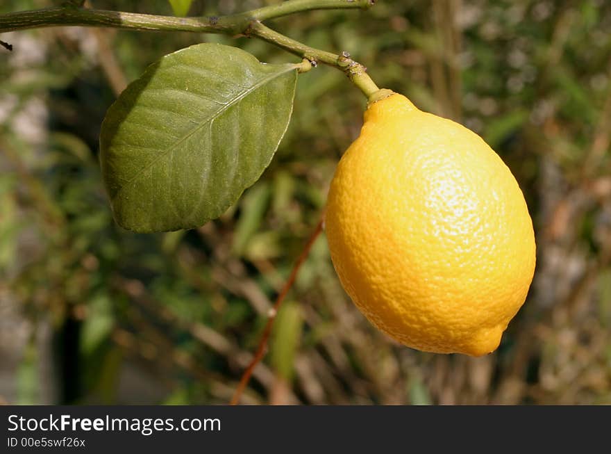 Photograph of a Lemon