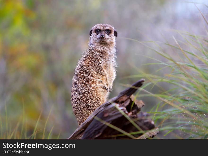 Lone meerkat on the lookout for danger