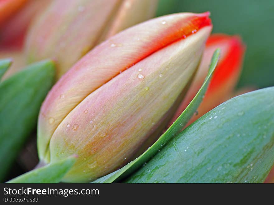 Fresh Cut Flowers with morning dew. Fresh Cut Flowers with morning dew