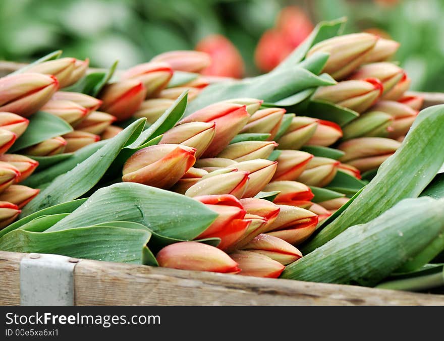 Tulip Bundles