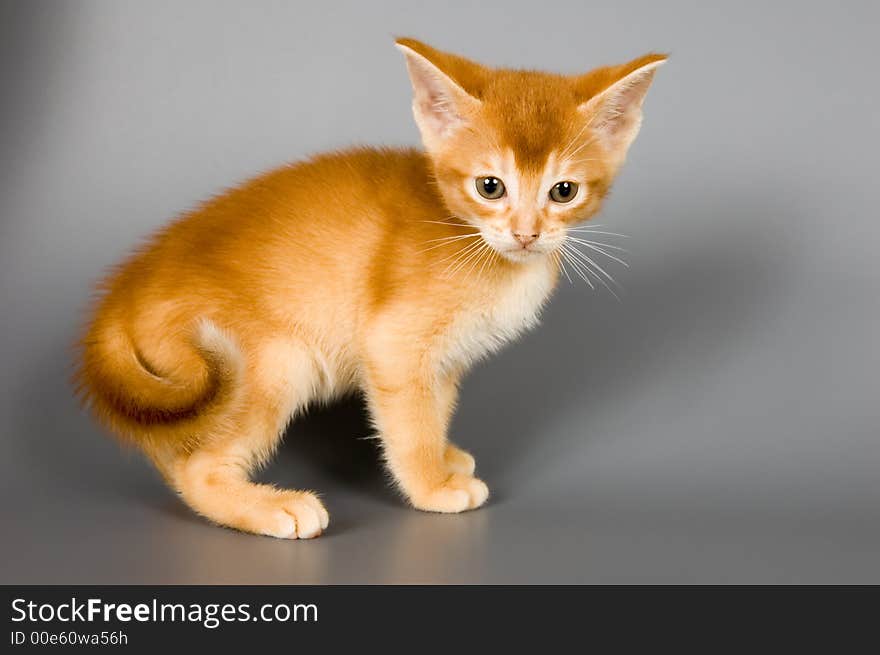 Kitten whom the first time poses in studio. Kitten whom the first time poses in studio