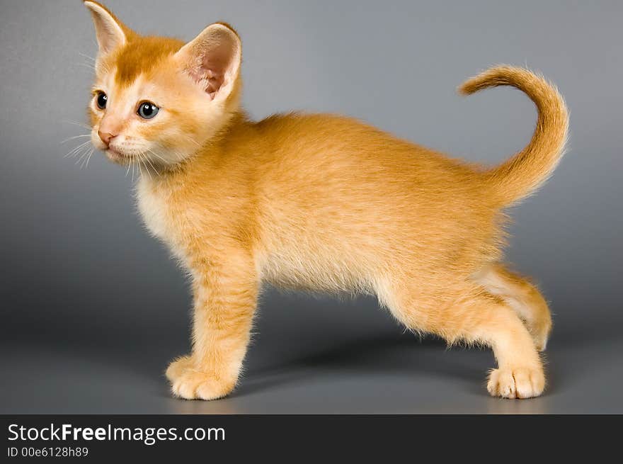 Kitten of Abyssinian breed