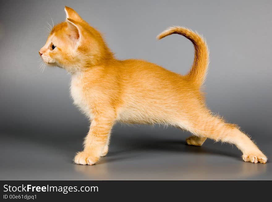 Kitten of Abyssinian breed in studio