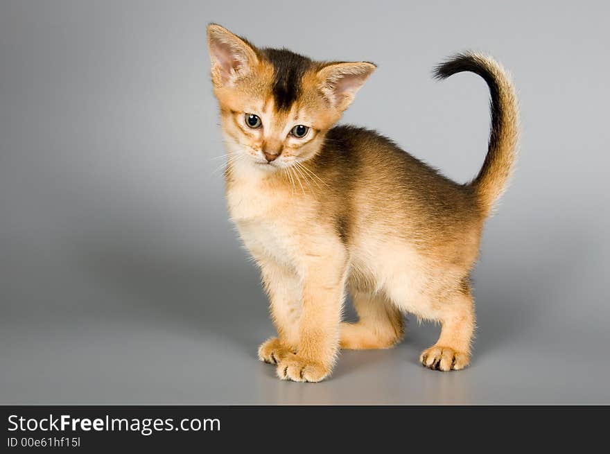 Kitten whom the first time poses in studio. Kitten whom the first time poses in studio