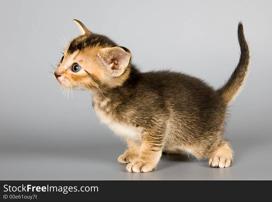 Kitten Of Abyssinian Breed