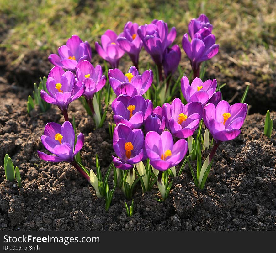 Crocus