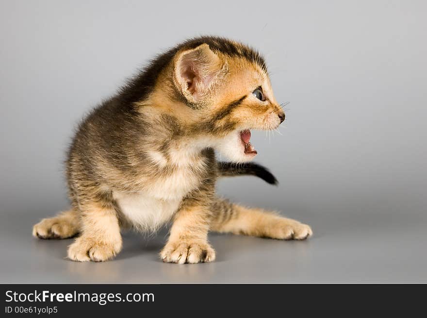 Kitten Of Abyssinian Breed