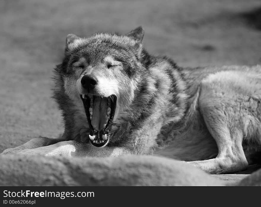 The image of the wolf with an open mouth. The image of the wolf with an open mouth