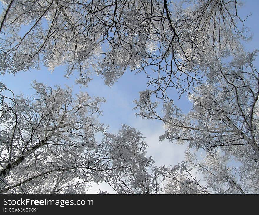 White Branches Of Trees