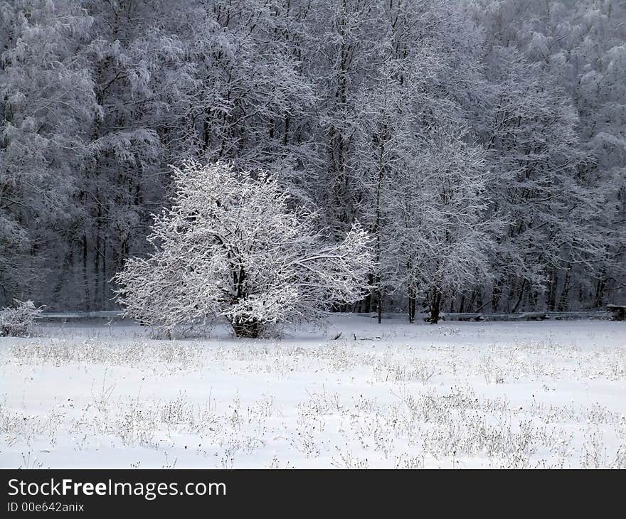 White forest