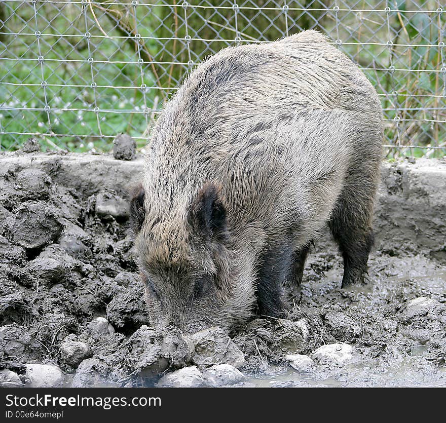 Wild boar 3