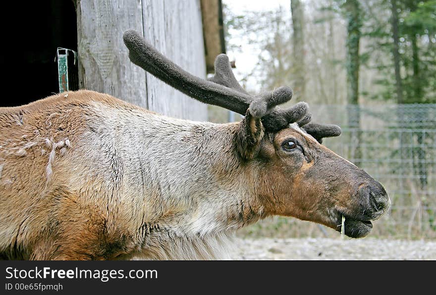 Portrait of Nice Male Reindeer. Portrait of Nice Male Reindeer