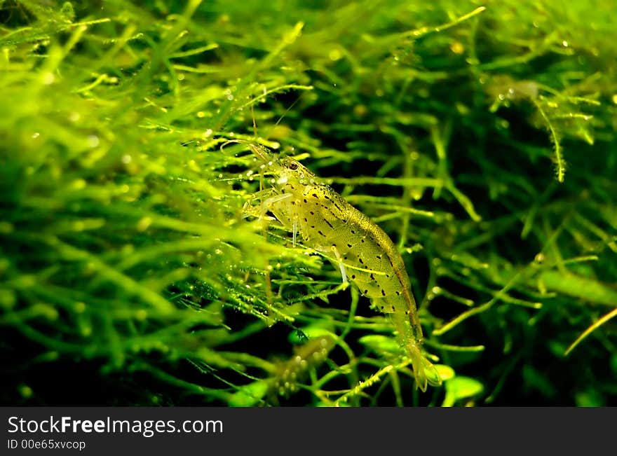 Small Shrimp Close - up / MACRO. Small Shrimp Close - up / MACRO