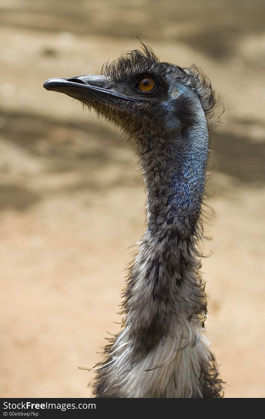 Ostrich. Zoo of Israel, Ramat-Gan