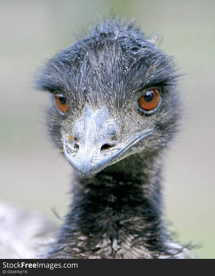 Close-up Portrait of Nice Ostrich. Close-up Portrait of Nice Ostrich