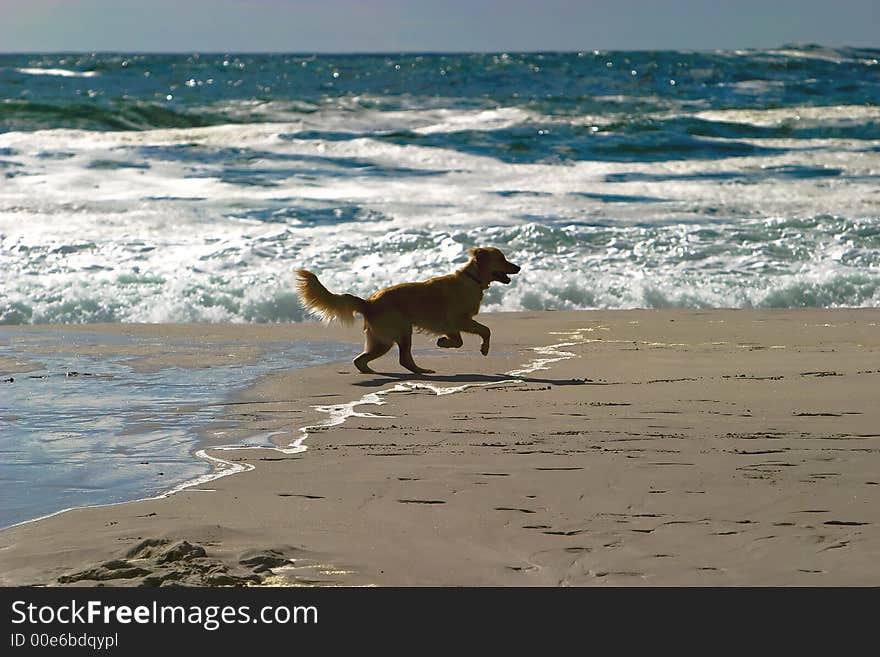 Dog on breach at Campsbay South Africa. Dog on breach at Campsbay South Africa