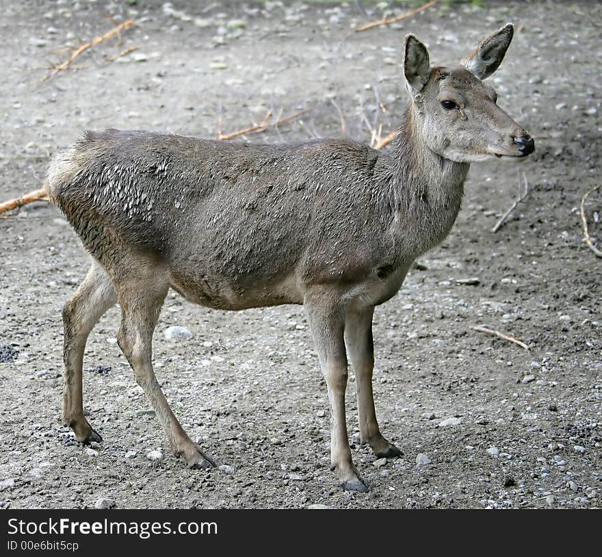 Potrait of Young Female Deer. Potrait of Young Female Deer