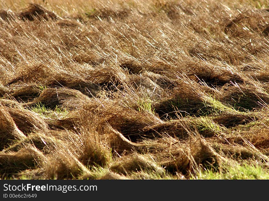 Dry field after the winter. Dry field after the winter