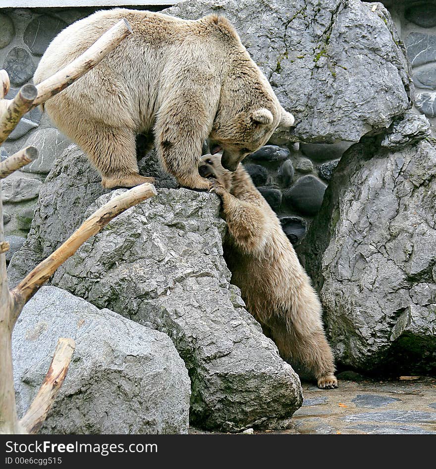 Portrait of Two Syrian Brown Bears. Portrait of Two Syrian Brown Bears