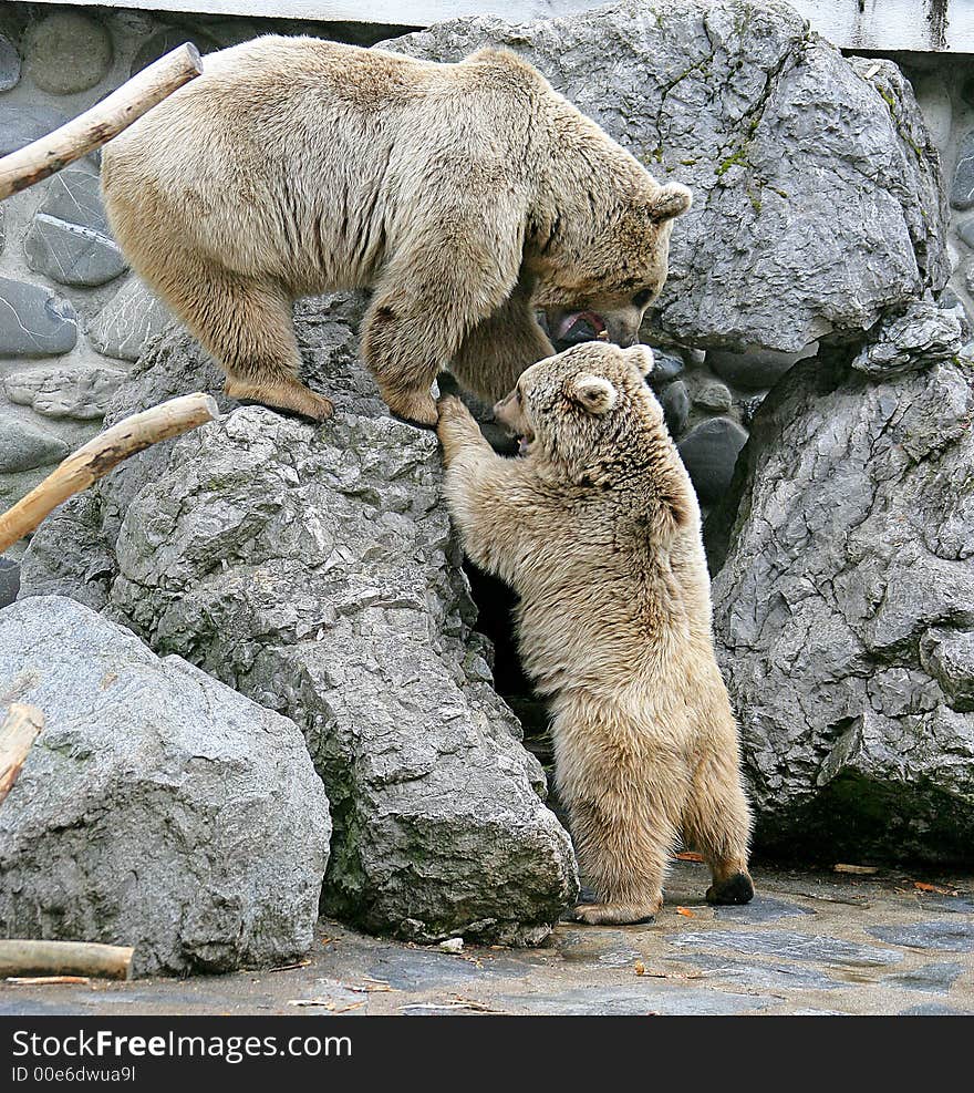 Portrait of Two Syrian Brown Bears. Portrait of Two Syrian Brown Bears