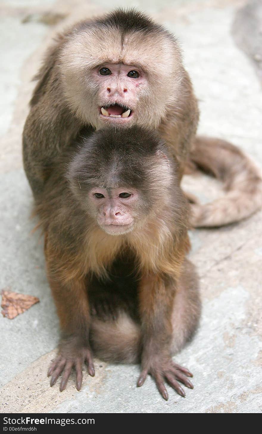 Coupling of White-fronted Capuchin Monkeys. Coupling of White-fronted Capuchin Monkeys