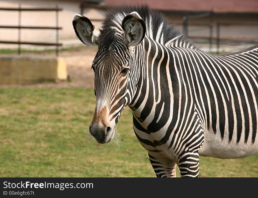 Portrait of a sad zebra in  Moscow zoo