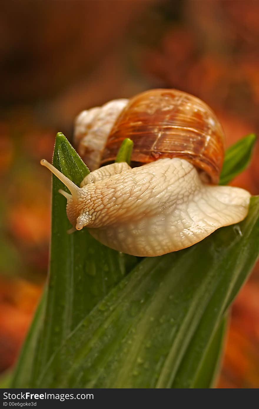 Snail of Burgundy on a green sheet