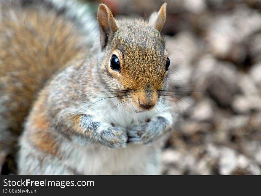 Picture of a common squirrel right after raiding one of my bird feeders.