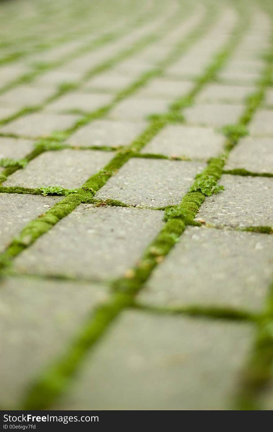 Green moss on brick pathway